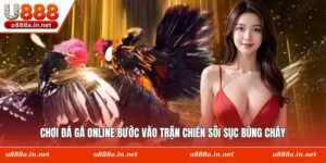 Chơi Đá Gà Online Bước Vào Trận Chiến Sôi Sục Bùng Cháy