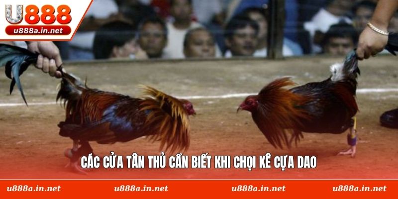 Các cửa tân thủ cần biết khi chọi kê cựa dao