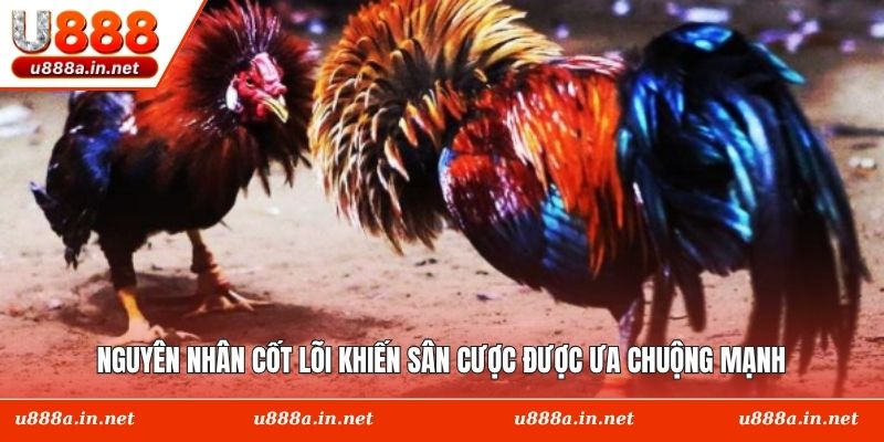Nguyên nhân cốt lõi khiến sân cược được ưa chuộng mạnh