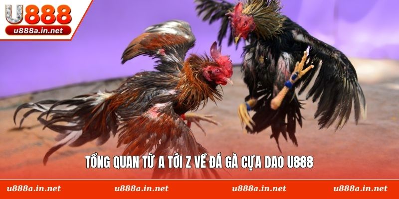 Tổng quan từ a tới z về đá gà cựa dao U888