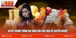 Đá Gà Thomo Thánh Địa Hoàn Hảo Cho Chọi Kê Chuyên Nghiệp