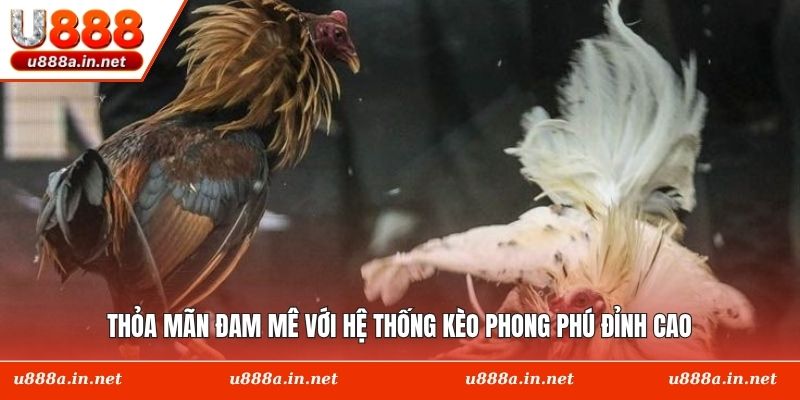 Thỏa mãn đam mê với hệ thống kèo phong phú đỉnh cao