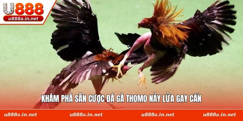 Khám phá sân cược đá gà Thomo nảy lửa gay cấn