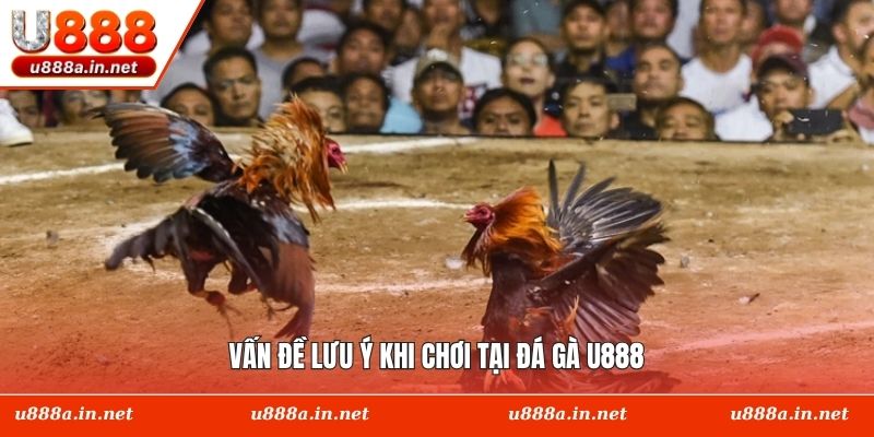 Vấn đề lưu ý khi chơi tại đá gà U888